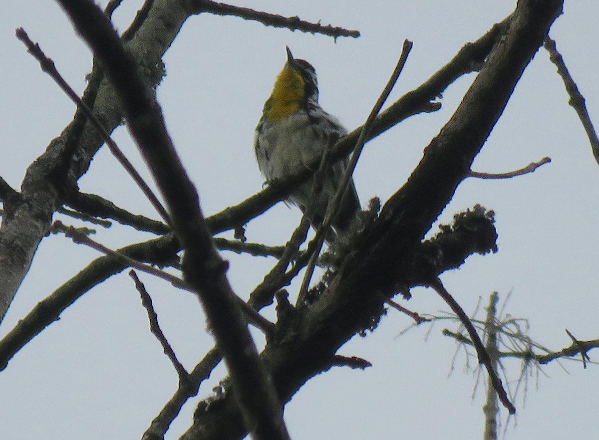 Yellow-throated Warbler - ML467173561