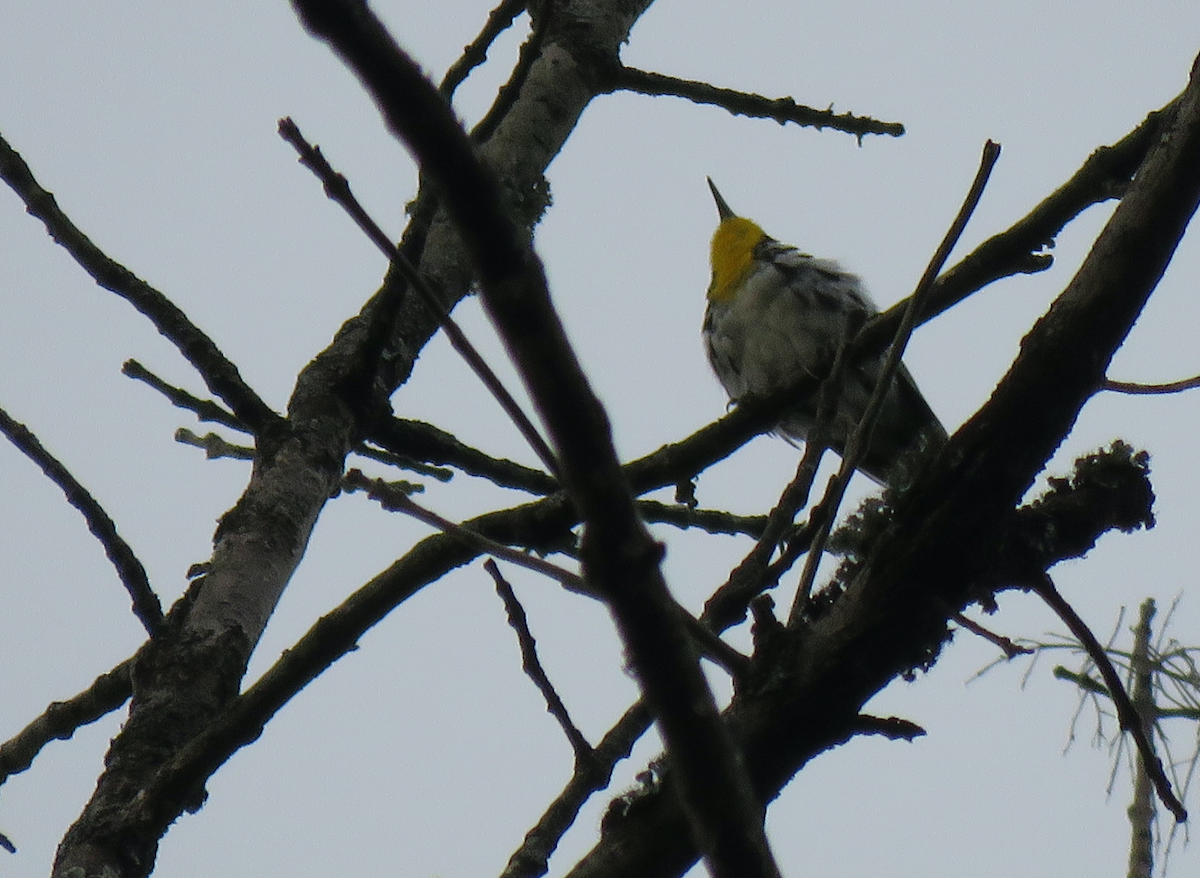 Yellow-throated Warbler - ML467174081