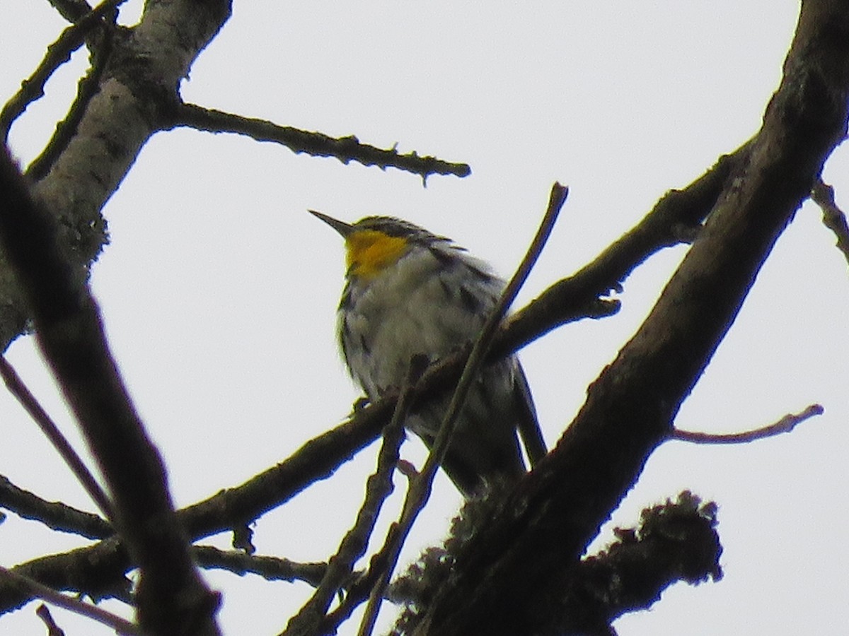 Yellow-throated Warbler - ML467174091