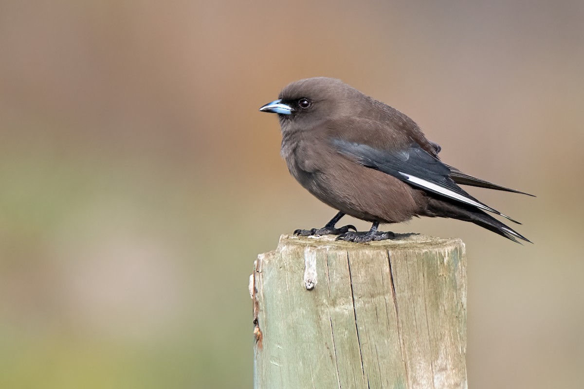 Dusky Woodswallow - ML467174331