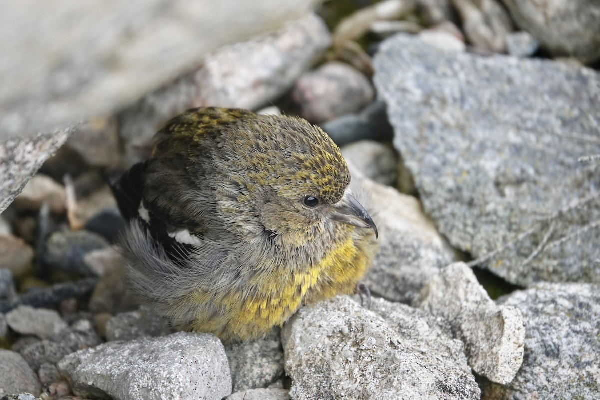 White-winged Crossbill - ML467174641