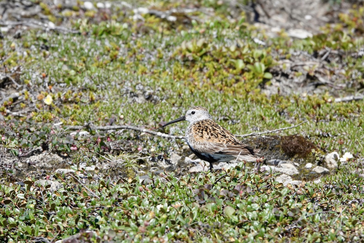 黑腹濱鷸 - ML467176581