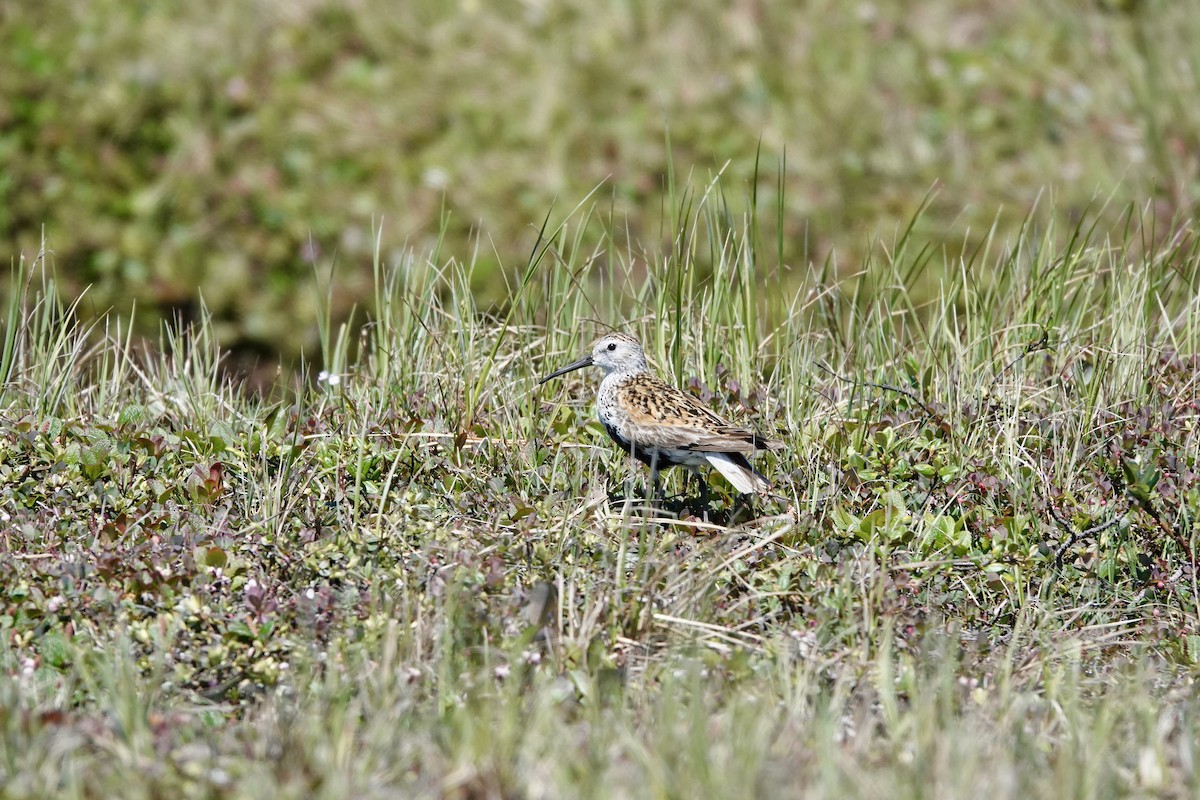 Dunlin - ML467176591