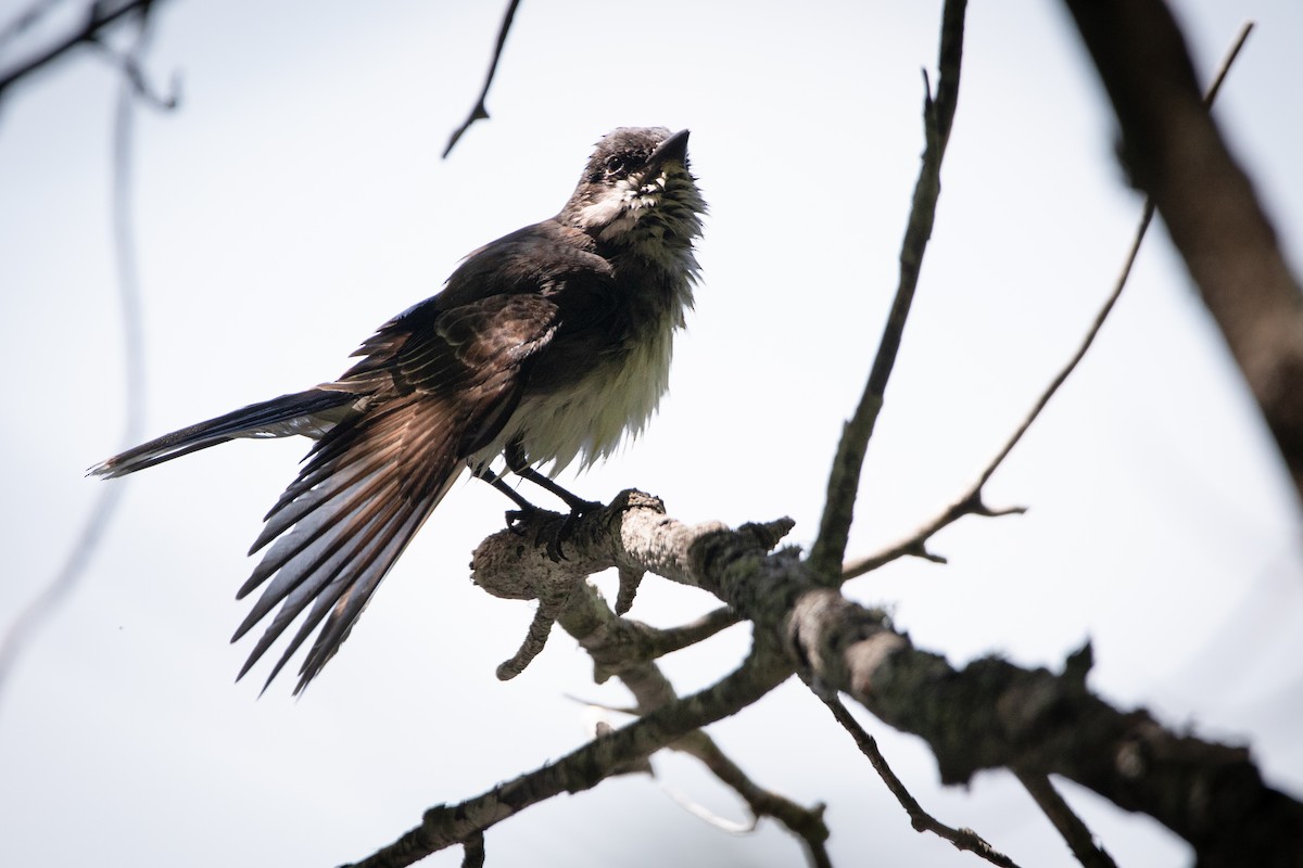 Eastern Kingbird - ML467177041