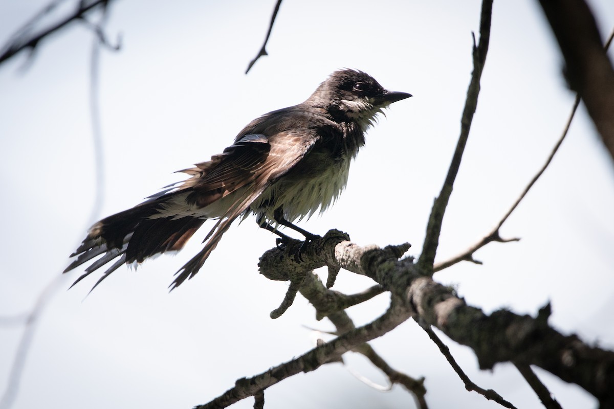 Eastern Kingbird - ML467177051