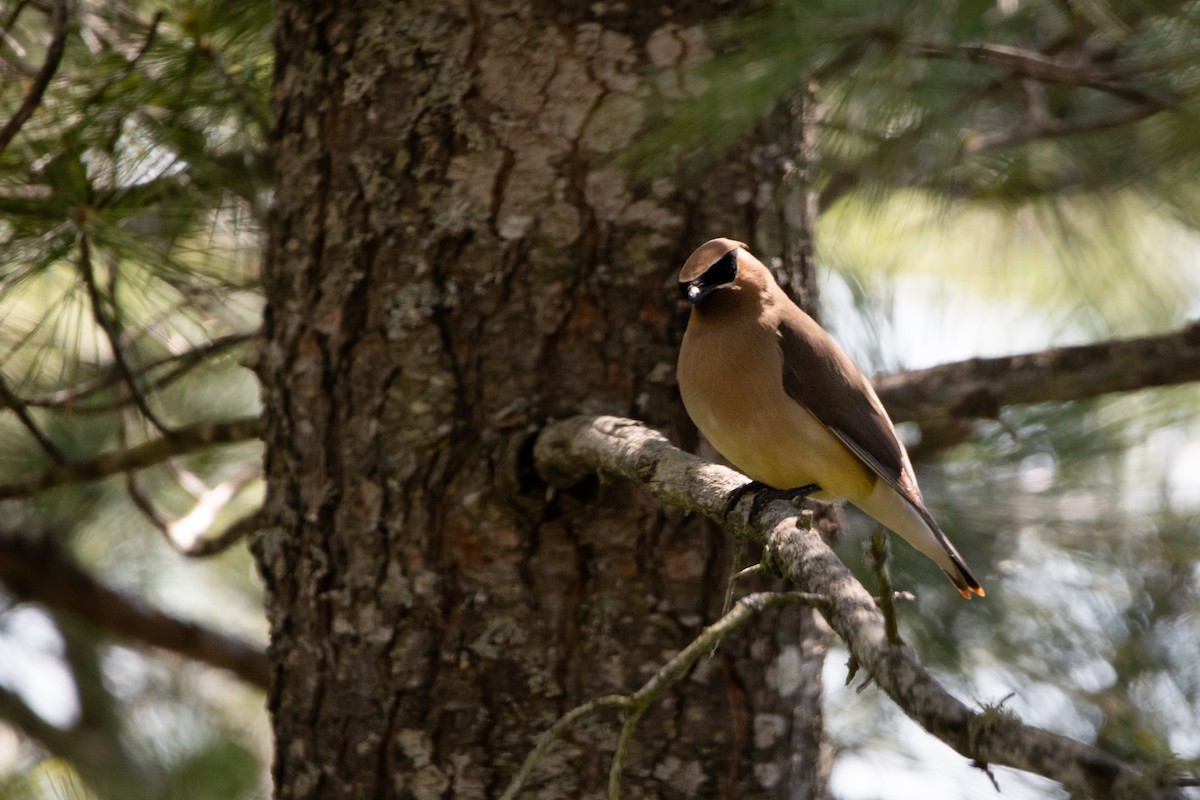 Cedar Waxwing - ML467177181