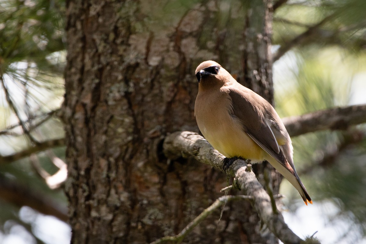 Cedar Waxwing - ML467177191