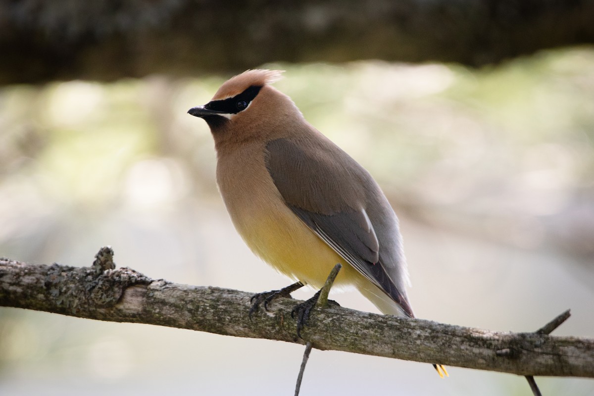 Cedar Waxwing - ML467177221