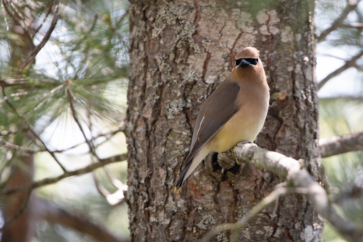 Cedar Waxwing - Jacquelyn Wells