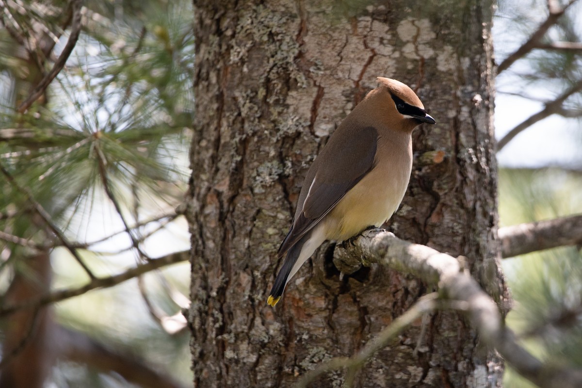 Cedar Waxwing - ML467177271