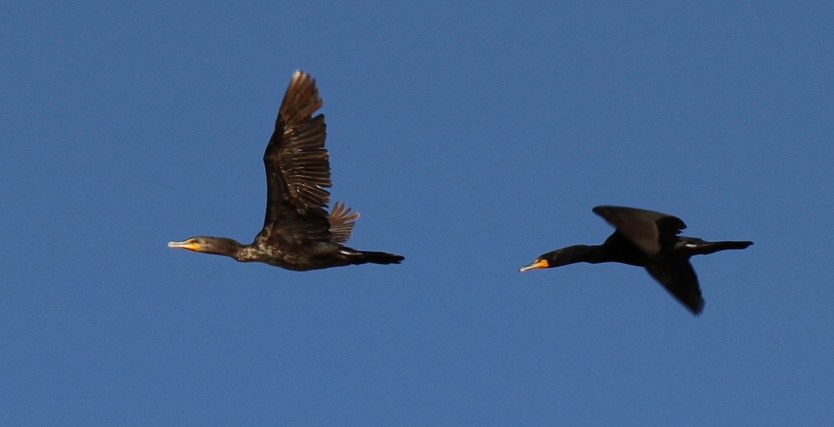 Cormoran à aigrettes - ML467177611