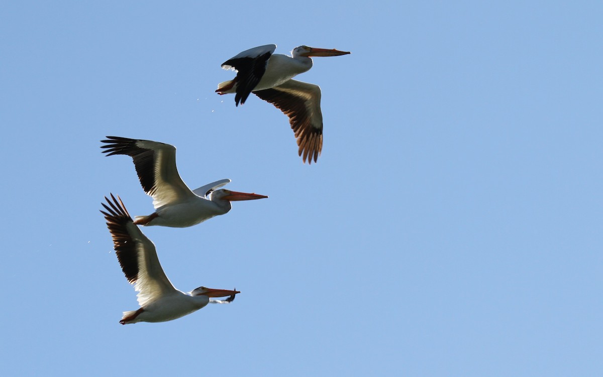 American White Pelican - ML467177691