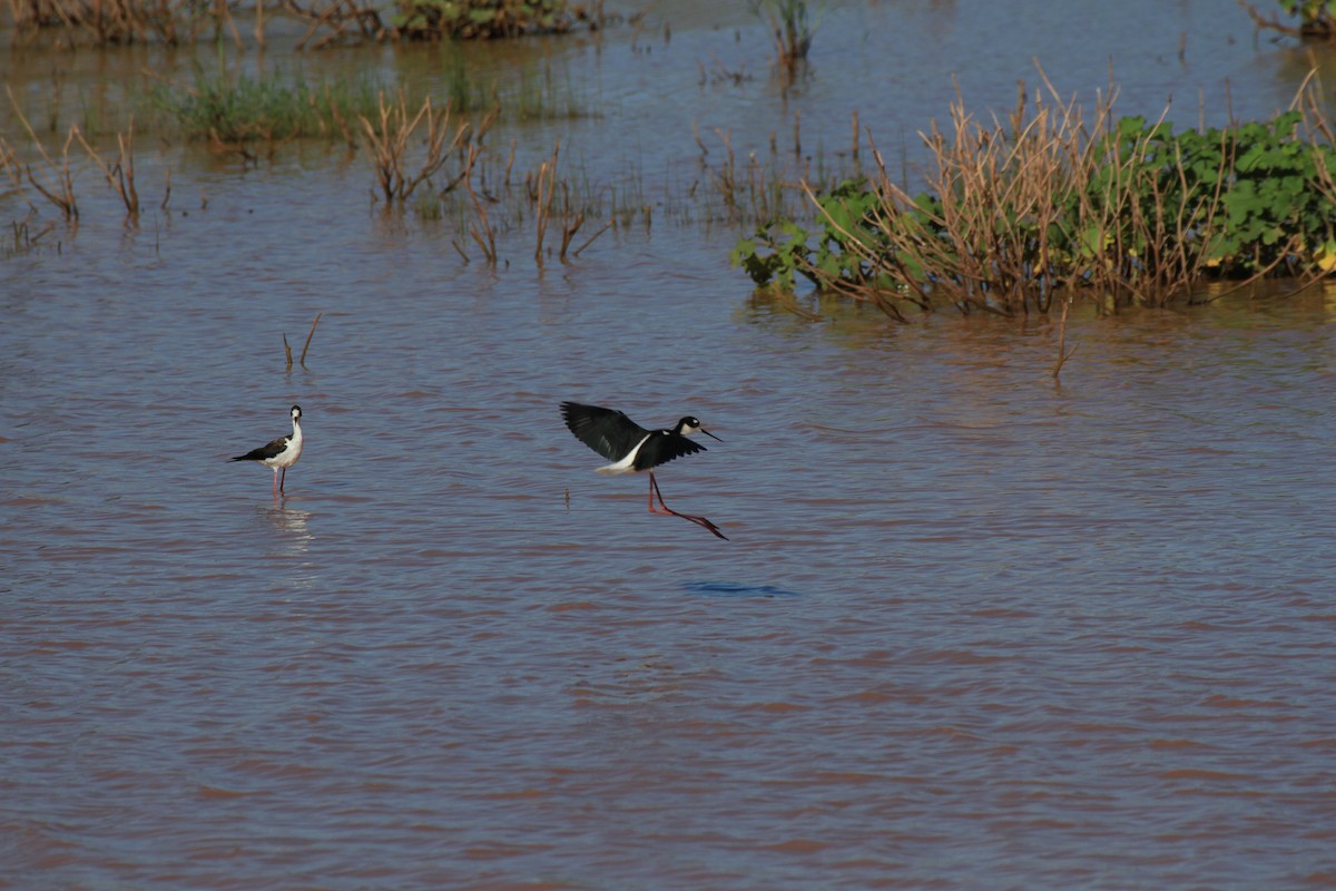 Black-necked Stilt - ML467178901