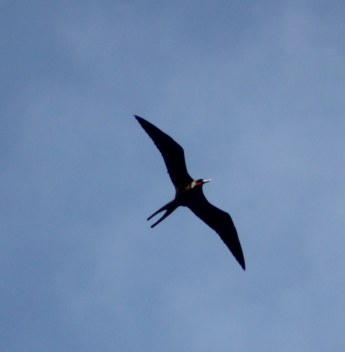 Magnificent Frigatebird - ML46718031