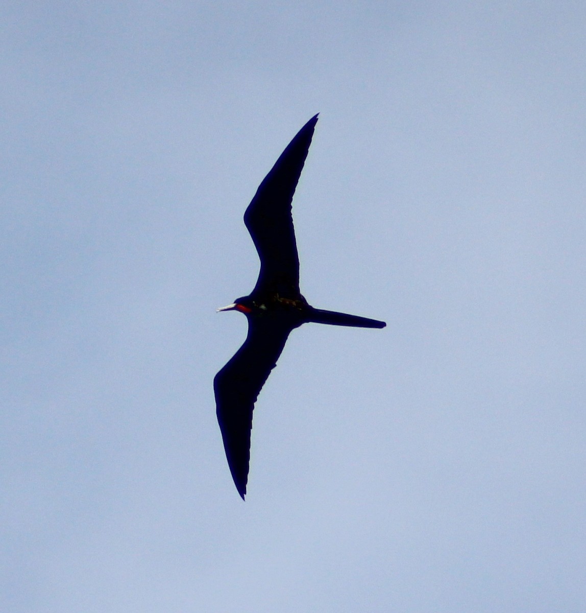 Magnificent Frigatebird - ML46718041