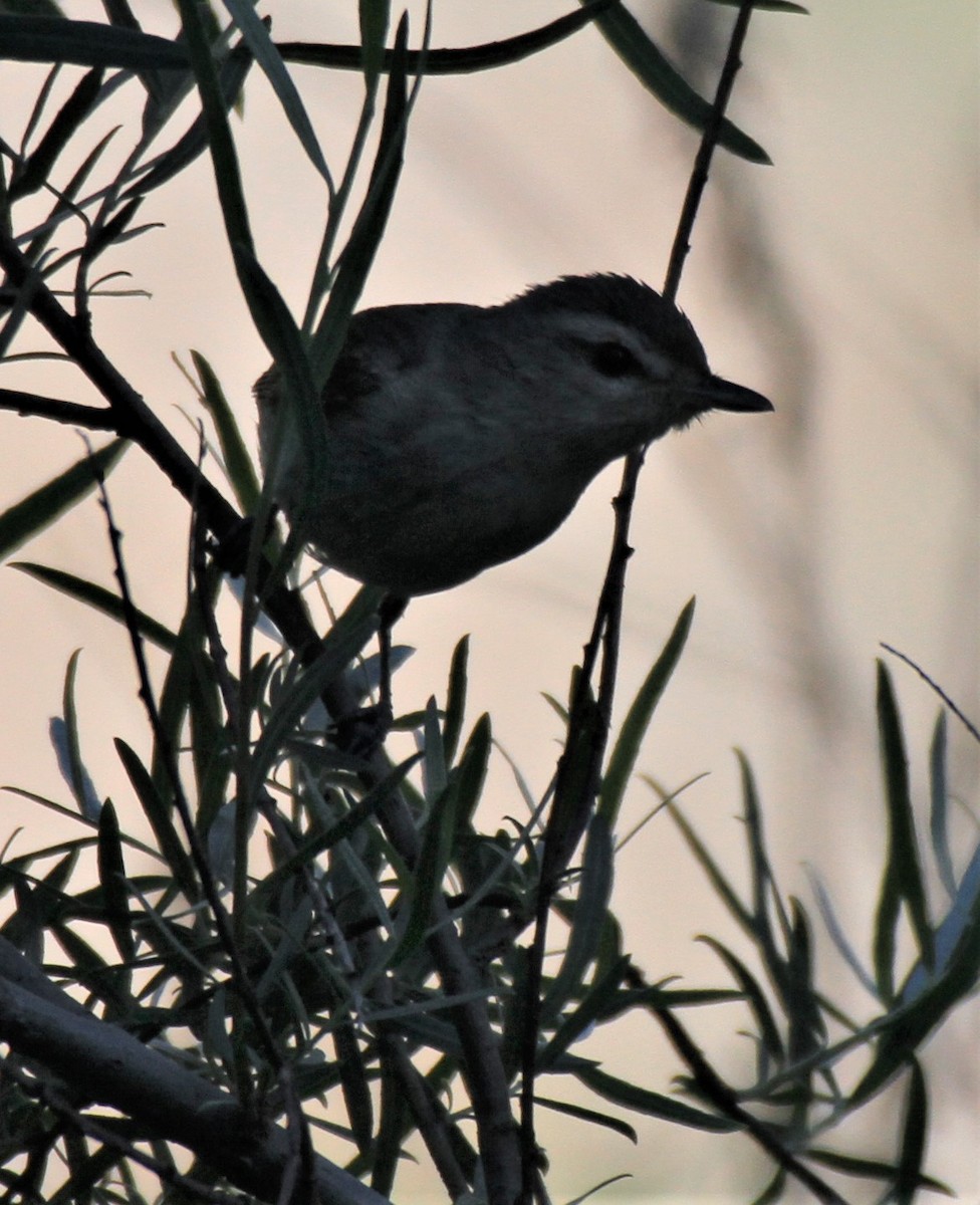 Warbling Vireo - Ken Lamberton