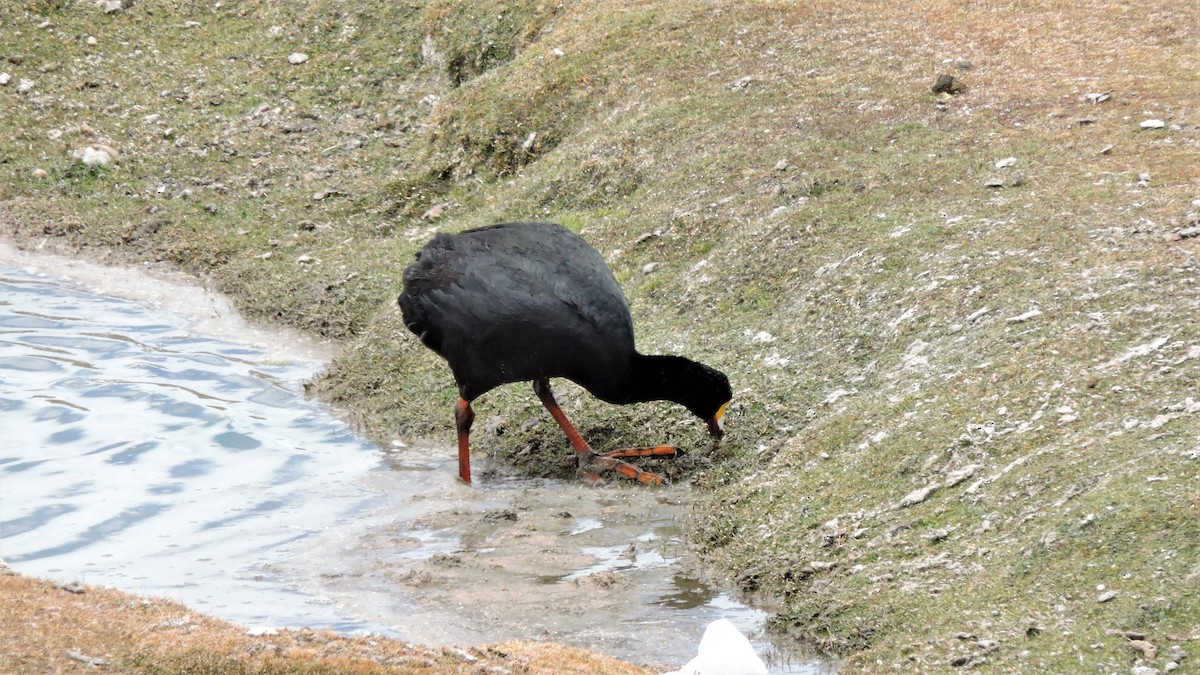 Giant Coot - ML467181011