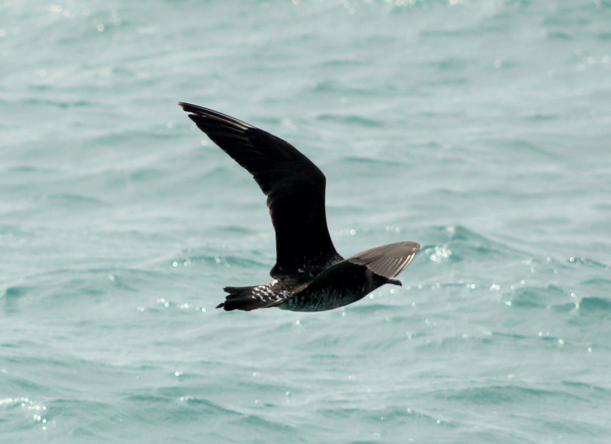 Pomarine Jaeger - ML46718161