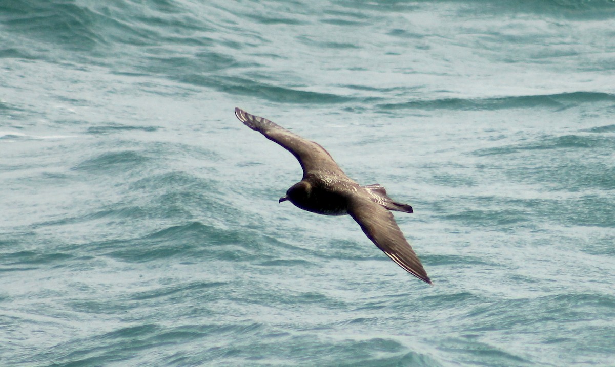 Pomarine Jaeger - ML46718171