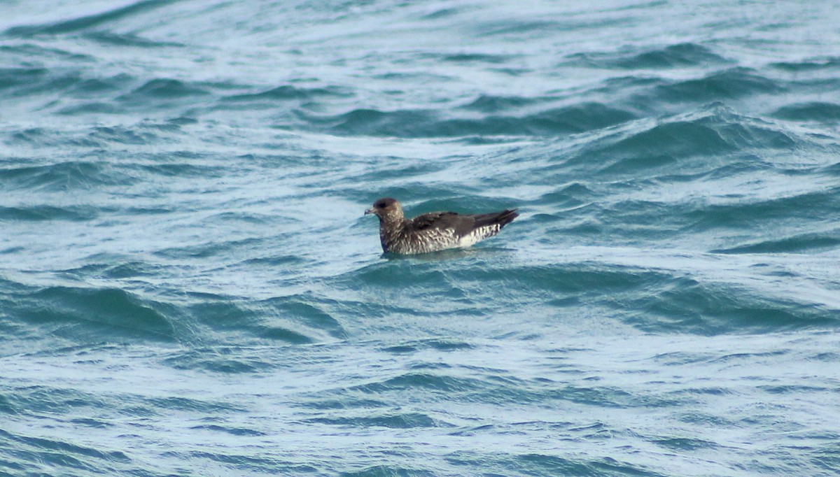 Pomarine Jaeger - ML46718181