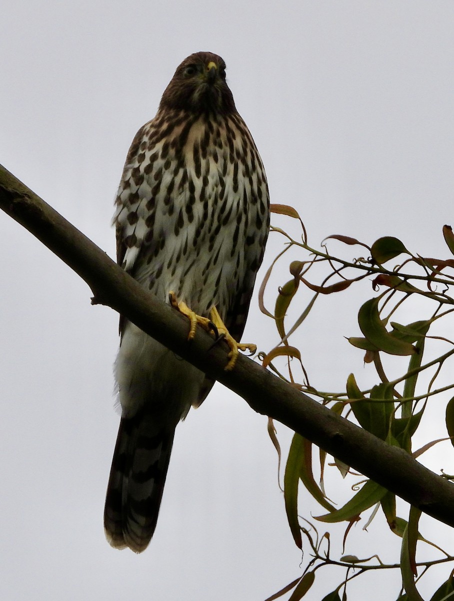 Cooper's Hawk - ML467181901