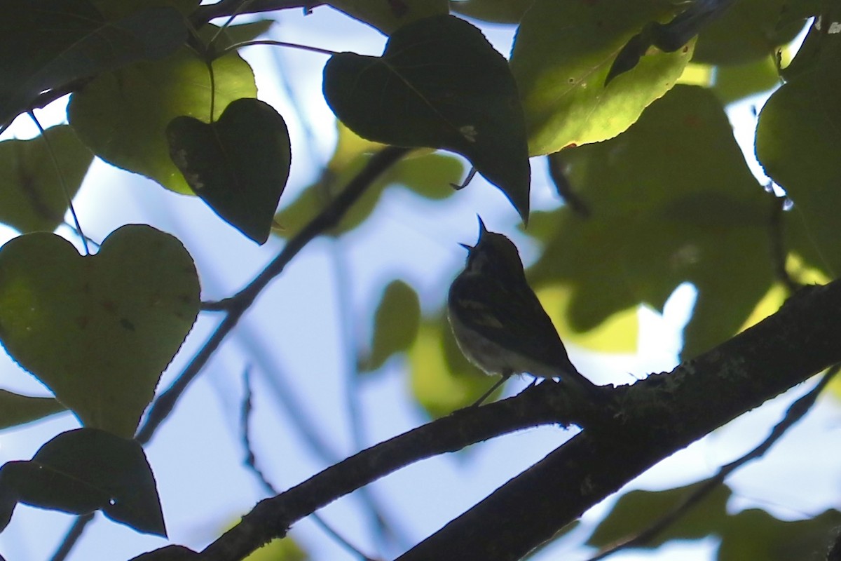 Chestnut-sided Warbler - ML467181961