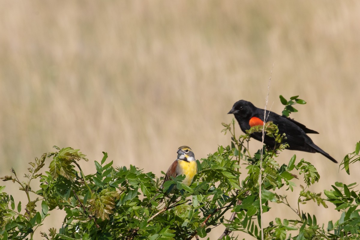 Red-winged Blackbird - ML467181991