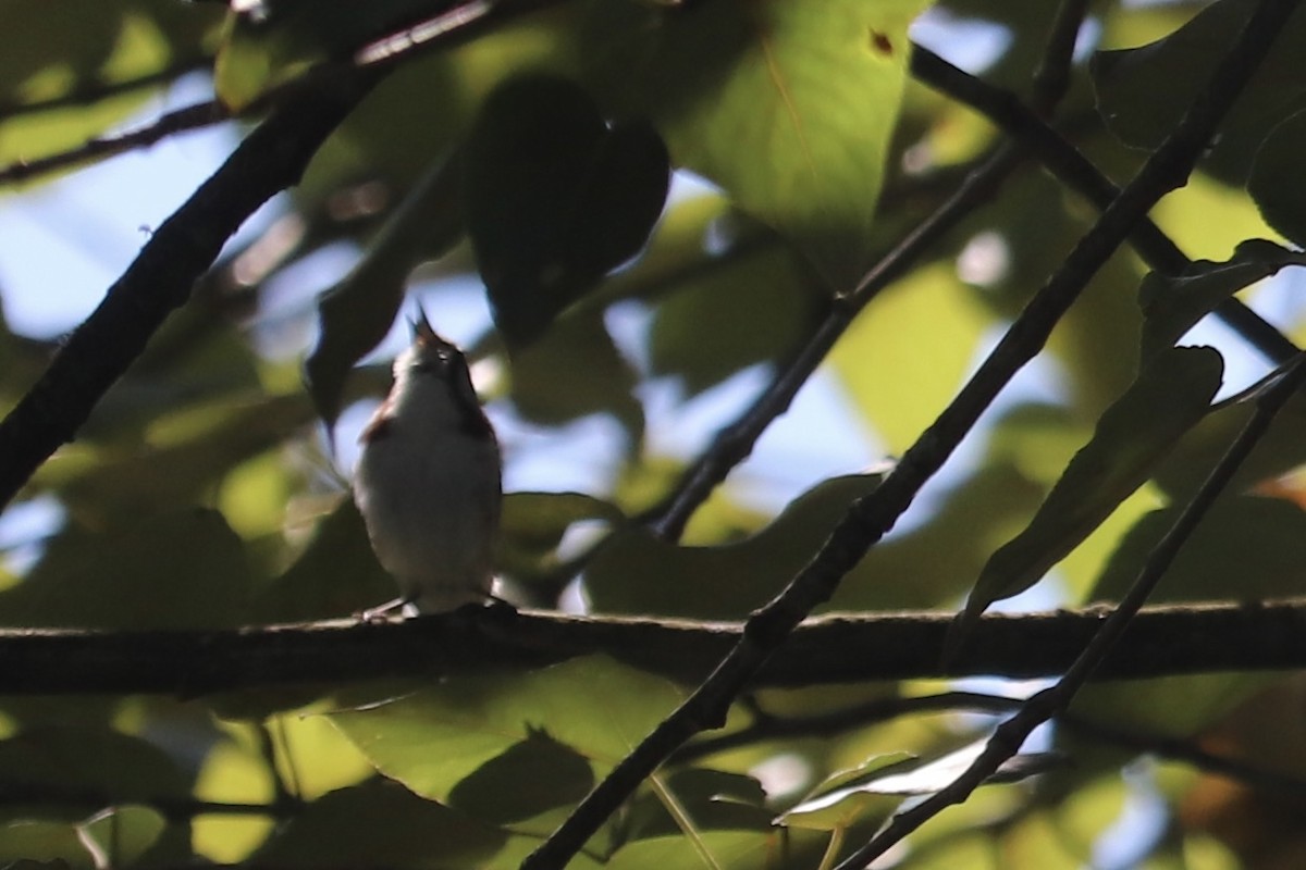 Chestnut-sided Warbler - ML467182001