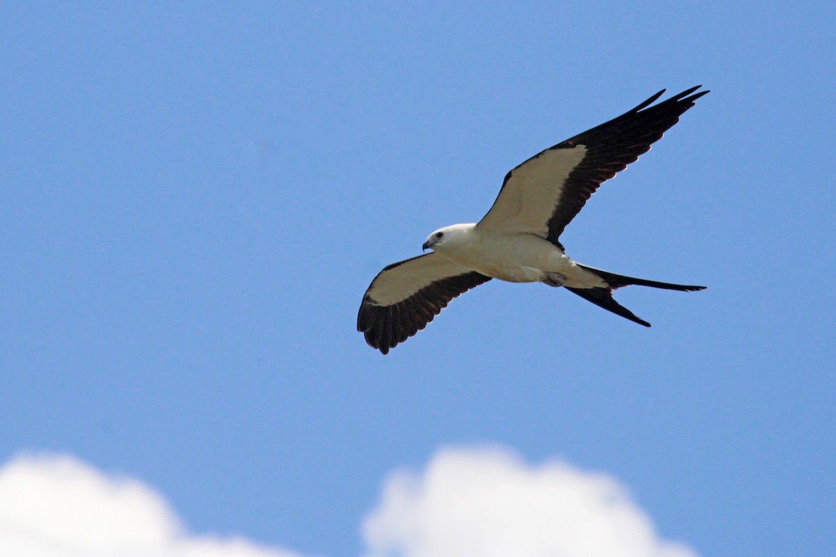 Swallow-tailed Kite - ML467186161