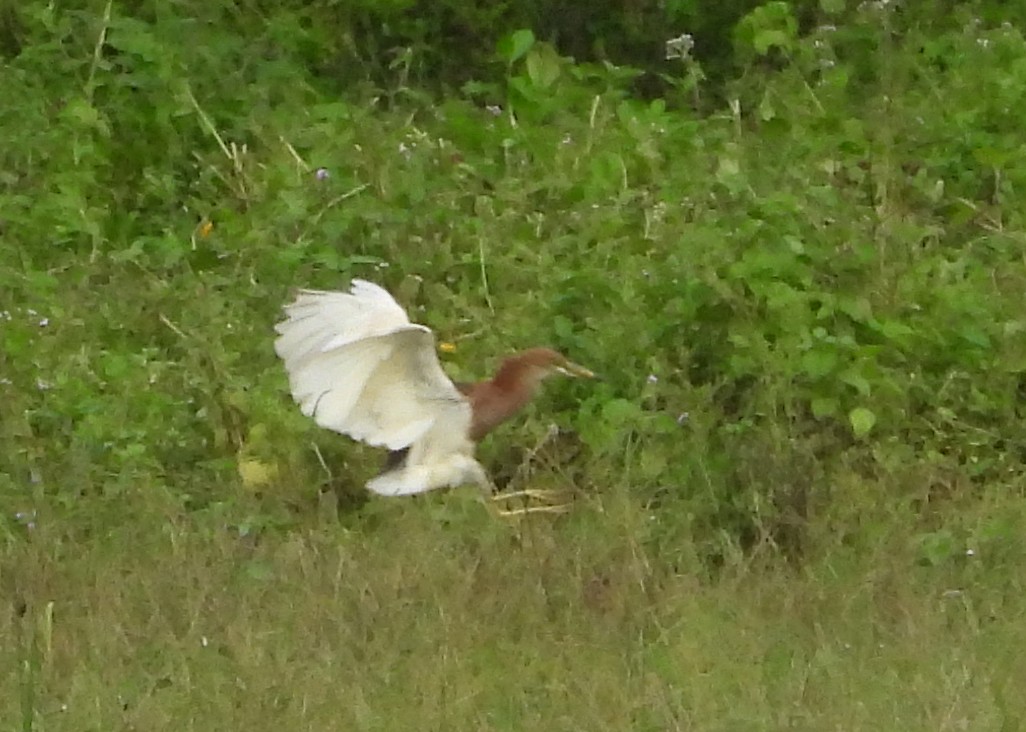 pond-heron sp. - ML467187141