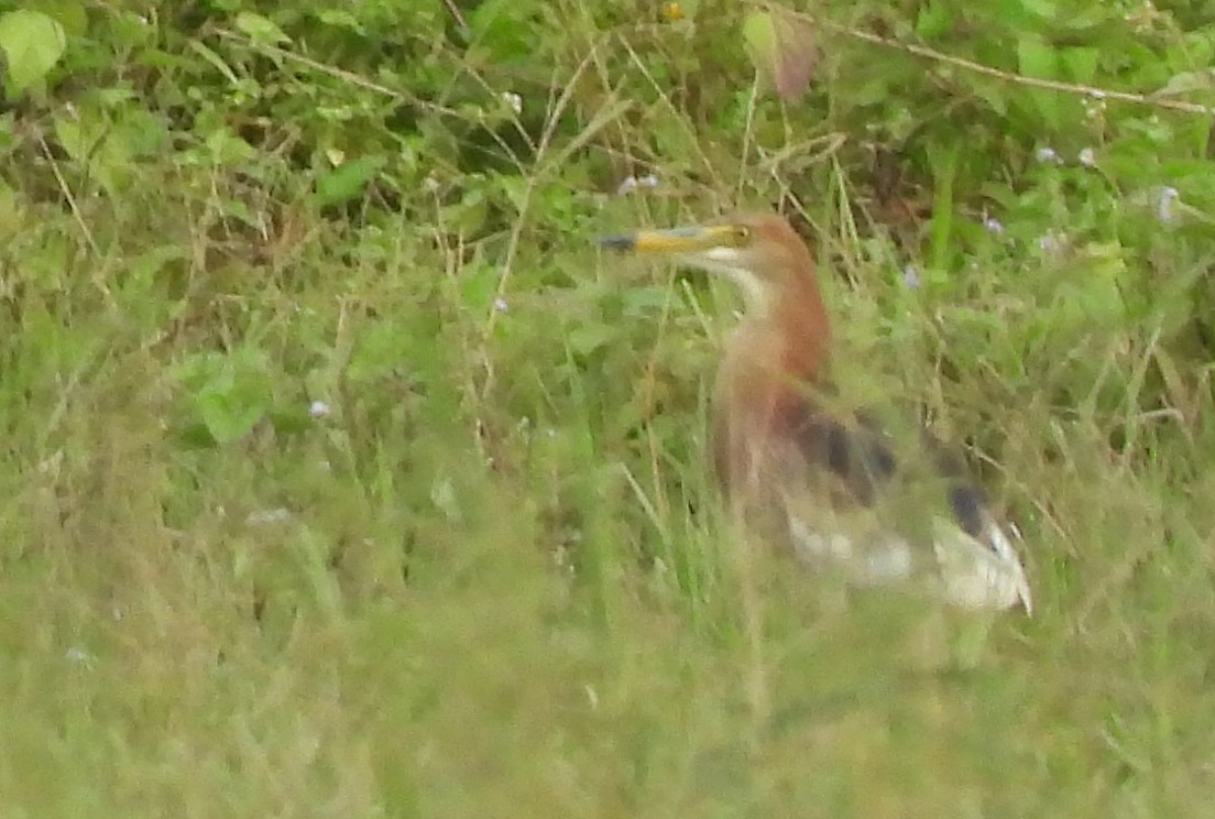 pond-heron sp. - ML467187181