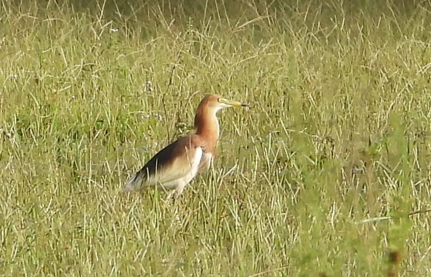 pond-heron sp. - ML467187241