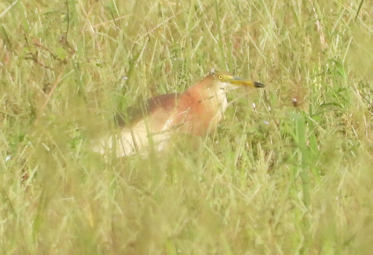 pond-heron sp. - ML467187261