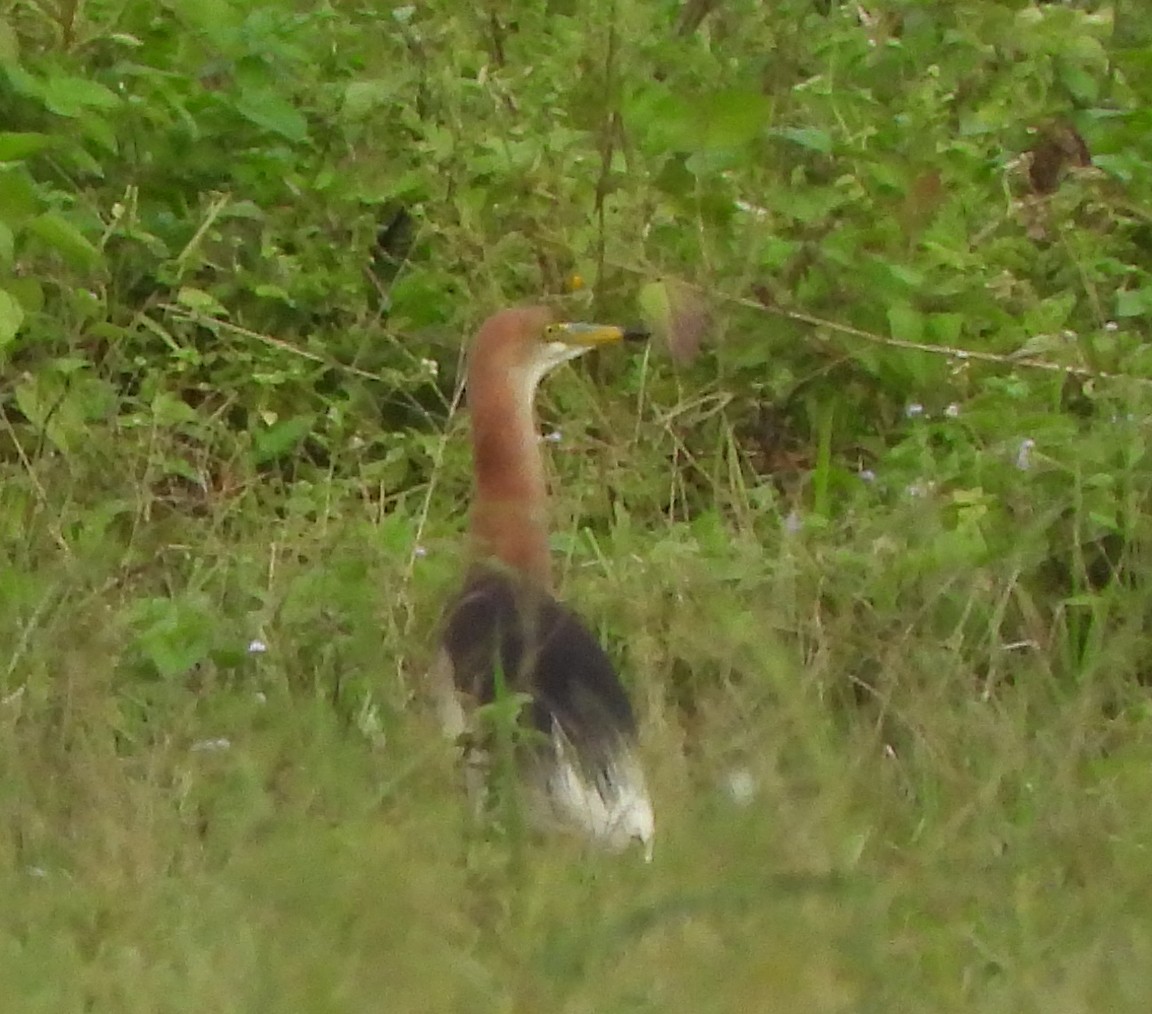 pond-heron sp. - ML467187281