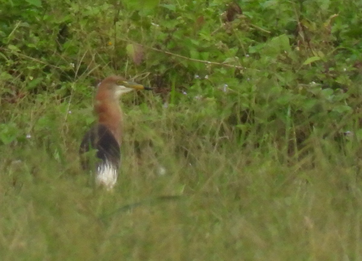 pond-heron sp. - ML467187291