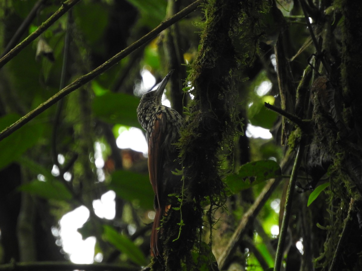 Black-striped Woodcreeper - Agustin Carrasco