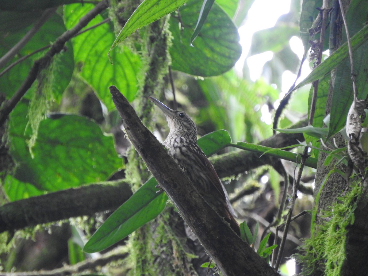 Black-striped Woodcreeper - ML467187671