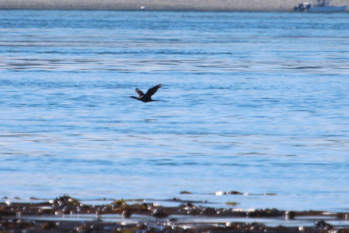 Pelagic Cormorant - Kimberly Snyder