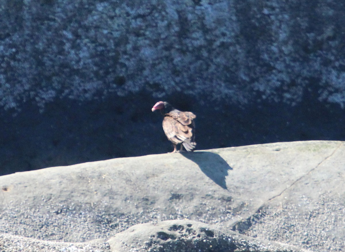 Turkey Vulture - ML467188651