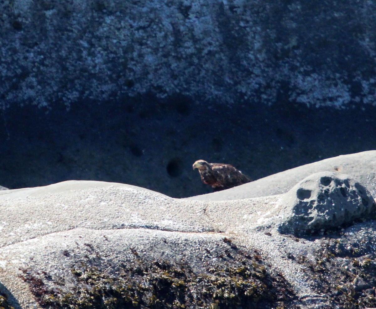 Bald Eagle - ML467188701