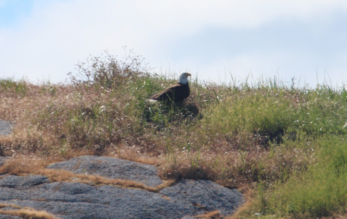 Bald Eagle - ML467188711