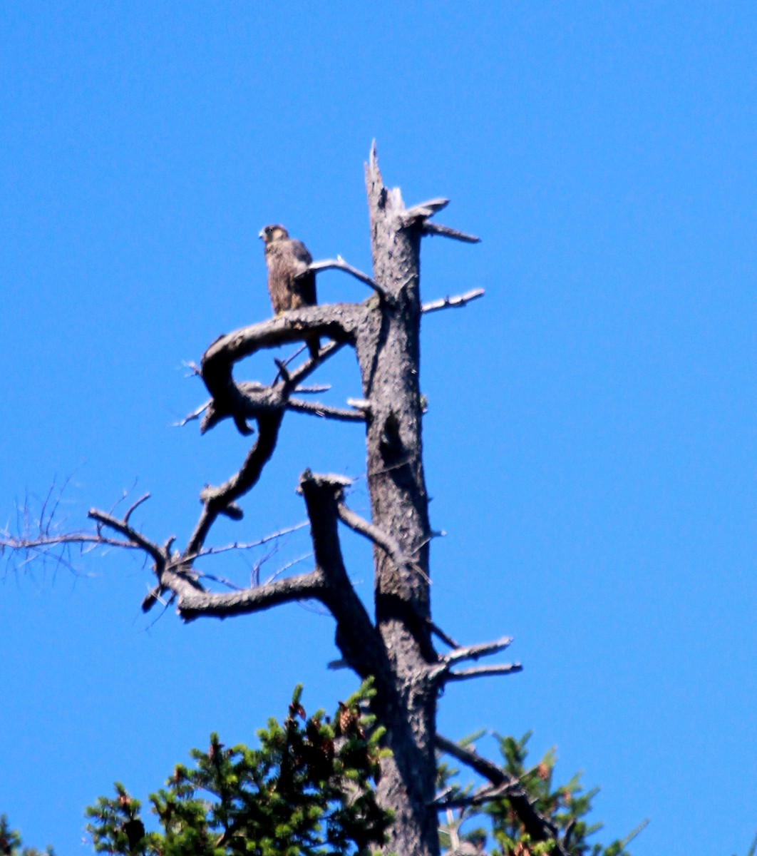 Peregrine Falcon - ML467188741