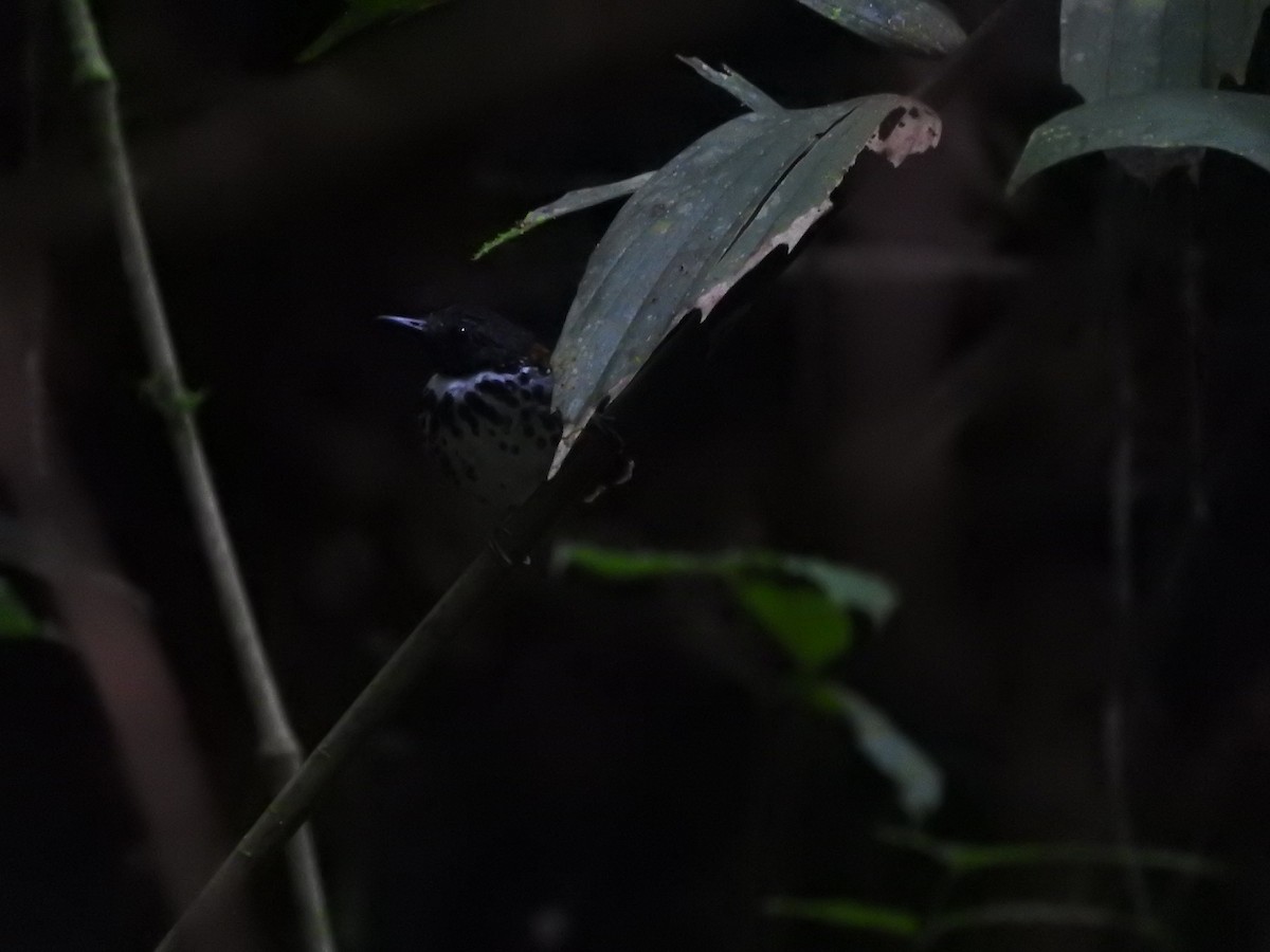 Spotted Antbird - ML467189021