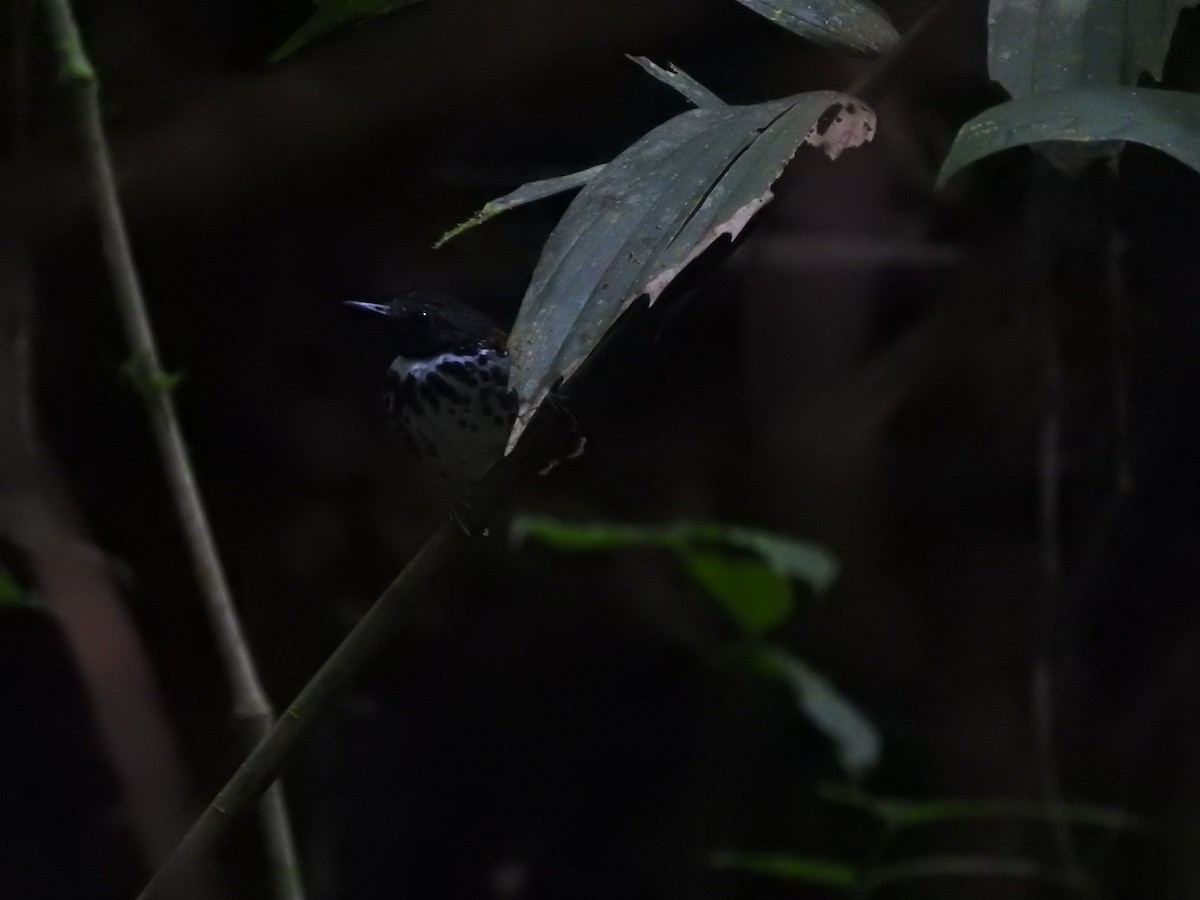 Spotted Antbird - ML467189051