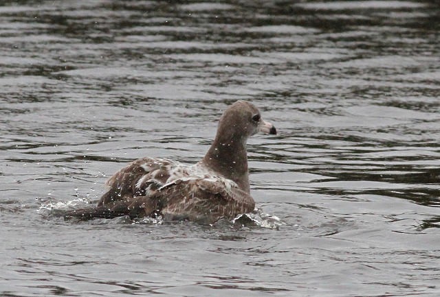 Black-tailed Gull - ML46718951