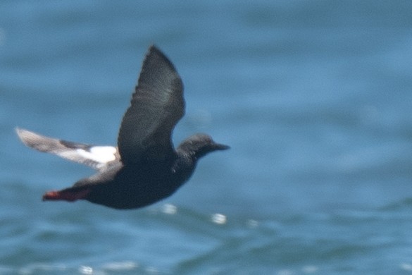 Pigeon Guillemot - ML467190001