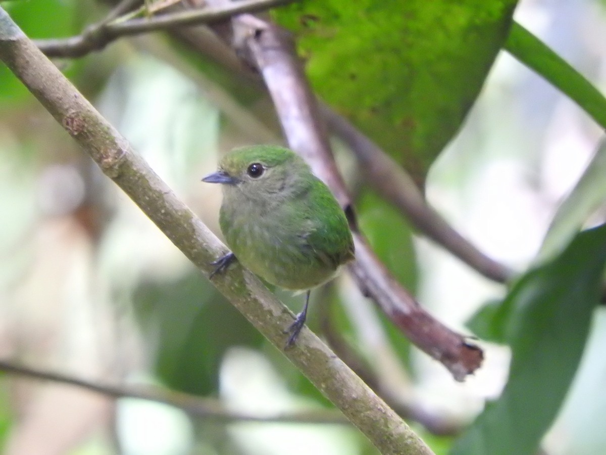 Saltarín Coroniazul (velutina/minuscula) - ML467190071