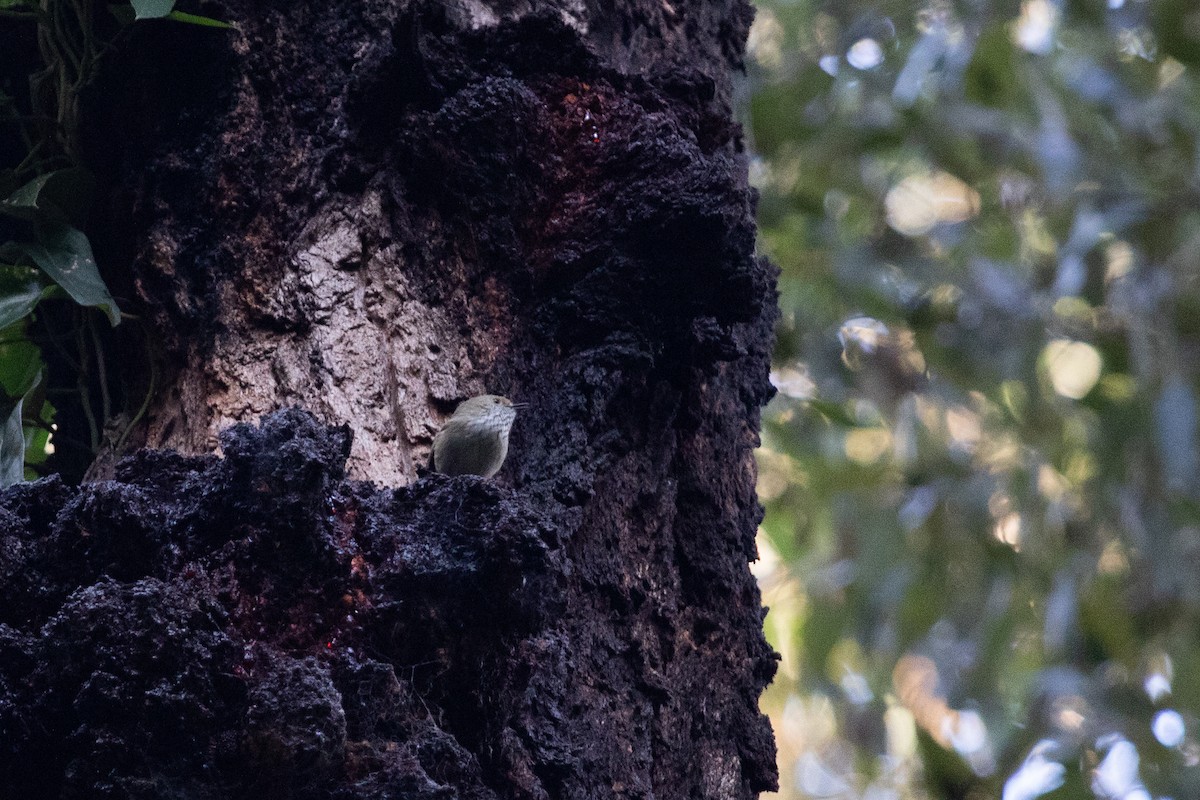 Brown Thornbill - James Bennett