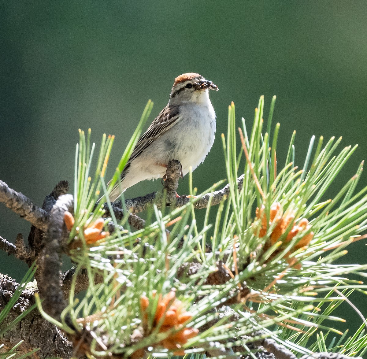 Chipping Sparrow - ML467191631