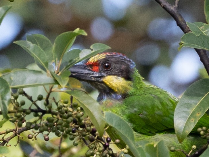 Goldwangen-Bartvogel (chrysopsis) - ML467191931